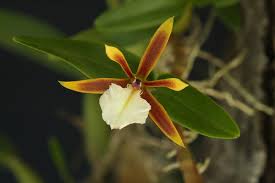 Dinema polybulbon lindl., photo by josé santos da costa. Dinema Polybulbon Orchids Wiki Fandom