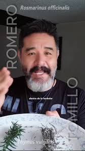 Respuesta a @yosoyyllen Ambas hierbas son muy populares en la cocina y la  medicina natural, y pertenecen a la familia de las Lamiáceas. Aunque  comparten muchas similitudes en cuanto a su apariencia y ...