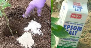 Can i use epsom salt in my garden. 35 Uses For Epsom Salt
