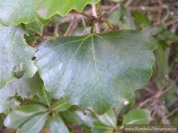 Image result for Rhoicissus tomentosa