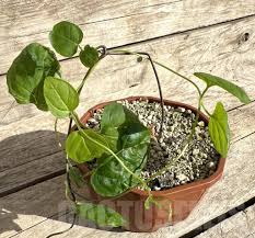 Image result for Ceropegia papillata