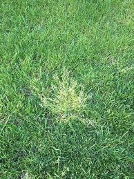 Image result for Poa leptoclada