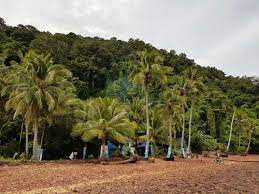 Pulau song song adalah salah satu daripada empat buah pulau yang terletak di perairan yan, kedah. Pulau Songsong Yan Kedah Percutian Bajet