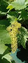Image result for Vitis vinifera