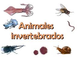 Un invertebrado es cualquier animal que carezca de los invertebrados constituyen la gran mayoría del reino animal, ya que comprenden todas las. Invertebrados 091122132008 Phpapp01