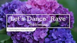 'moonlight' is a strong rebloomer with large, rich pink (or blue depending upon ph) mophead flowers, strong stems and beautiful foliage with good bronze red fall color. 30 Seconds With Let S Dance Rave Reblooming Hydrangea Youtube