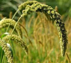 Hirse Kolben Foxtail Millet Setaria Italica Millet Plant Millet Grass