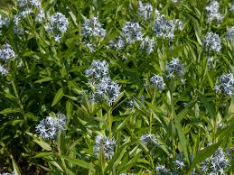Amsonia arkansas blue star (amsonia hubrichtii) quick reference planting guide light/sun exposure: Blue Star Amsonia Plant Care And Growing Guide