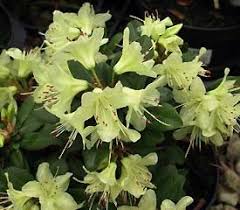 Rhododendron Princess Anne Rhododendron Plant Rhododendron Plants