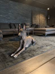 Peruvian Hairless Dog Indiana Jones Hairless Dog Peruvian Hairless Dog Mexican Hairless Dog