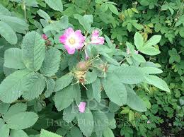 Image result for Landolphia villosa