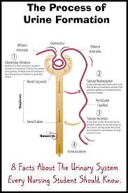 urine formation flow chart in the kidneys flowchart pdf