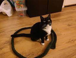 Why Do Cats Sit In Circles Then Refuse To Move Daily Mail Online