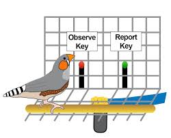 Finches lab answer key beak of finches lab answer key getting the books beak of finches lab answer key now is not type of challenging means. Birds Prefer Sound Texture Over Sound Order Research Outreach