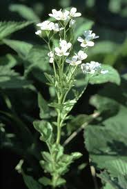 Image result for Cardamine obliqua