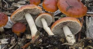 Image result for Microcharis remotiflora