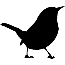 The cactus wren is not currently listed as endangered or threatened. Cactus Wren Overview All About Birds Cornell Lab Of Ornithology
