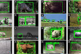 Save money online with motion detector deals, sales, and discounts march 2021. Csrwire Wildeyes Ai Helping To Protect Wild Rhinos From Poachers And Track Species Recovery