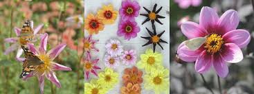 Get the answer and discover more facts about their life cycle, habitat, and how you can help these essential pollinators. Blog Bee And Butterfly Garden