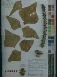 Image result for Erythrina sacleuxii