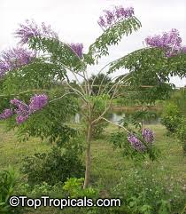 Image result for Lonchocarpus