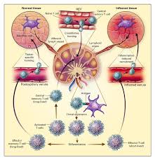 Image result for T-Lymphocyte
