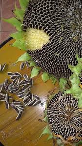 However, it is called begedil in javanese, and also called. Apakes Meremang Aku Tengok Bunga Matahari Ni Tapi Kuaci Facebook