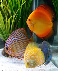 Discus are fish from the genus symphysodon, which currently includes the species s. Discus Freshwater Aquairum Discus Fish Fresh Water Fish Tank Discus Aquarium