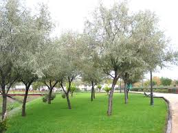 Elaeagnus Angustifolia Sok Pa Google Garden Plants Planters Plants