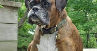 Rosie The Boxer What A Pretty Lady Boxer Dogs Boxer Puppies Boxer Dogs Funny