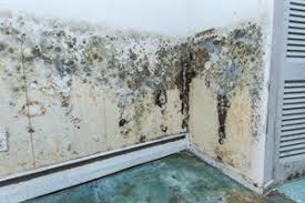 Check spelling or type a new query. Moisissures Sur Les Murs Dans Votre Maison Que Faire