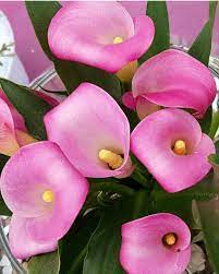 Pink Calla Lily Pink Calla Lilies Calla Lily Flowers Calla Lily Colors