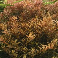Image result for Rotala