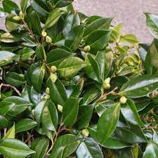 Camellia Foliage Plant Leaves Plants Foliage