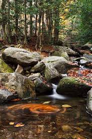Remoli A La Riera De Passavets Montseny Nature Photography Nature View Magical Places