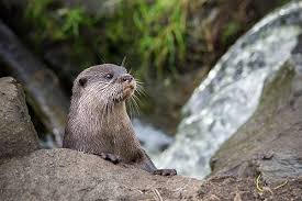 otter looks a little taken aback the daily otter otters otter love sea otter