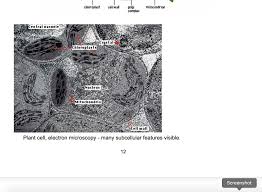 Maybe you would like to learn more about one of these? Activity 2 Plant Cells Plants Are Multicellular Chegg Com