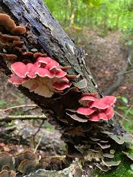 Image result for Merulius incarnatus