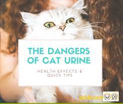 The Hidden Prolonged Dangers Of Your Cat S Urine 5 Crucial Things To Know Pet Blog For Dog Cat Parents Cat Urine Cat Allergies Cat Spray