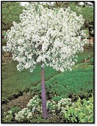 The pink buds, fragrant, white flowers and bright. Malus X Lollizam Lollipop Crabapple Crabapple Tree Patio Trees Lawn And Landscape