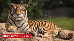Insya allah | photo by muslimobserver.com. Bagaimana Mendeteksi Harimau Sebelum Raja Hutan Ini Menerkam Anda Bbc News Indonesia