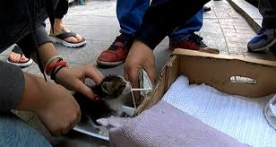 Itfaiyeden Siradisi Kedi Kurtarma Operasyonu