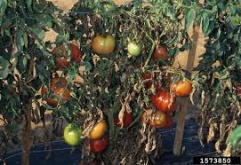 Image result for tomato seedling early blight