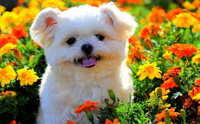 Cute animals wallpapers are a great way to keep in touch with nature and keep the mind entertained and relaxed. Cute White Puppy In Colorful Flower Field With Tongue Out Animals Hd Desktop Wallpaper Widescreen High Definition Fullscreen