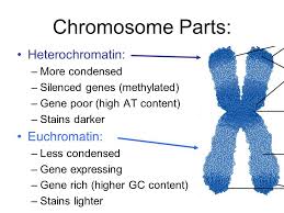 Heterochromatin And Euchromatin Teaching Biology Medical School Studying Medical Knowledge