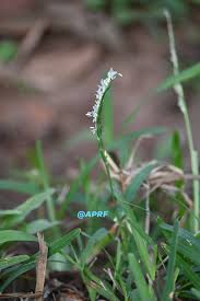 Image result for Eragrostis humidicola