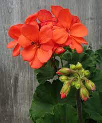 Fantasia Coral Geranium Spring Garden Flowers Flower Seeds Annual Plants