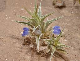 Image result for Blepharis bainesii