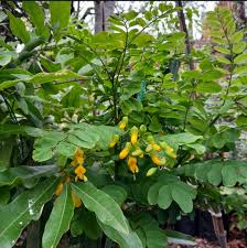 Image result for Calpurnia aurea