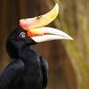 Sarawak, the land of the hornbills, there is so much more sarawak can offer than what meets the home to 27 ethnic groups, sarawak is a unique plethora of culture, adventure, nature, food, and. 1